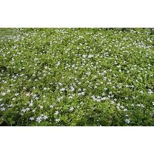  BLUE STAR CREEPER / Three inch Potted Patio, Lawn 