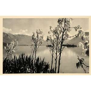  1943 Lago Lake Maggiore Verbano Italy Switzerland Plant 