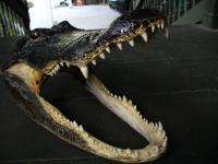 15 FLORIDA ALLIGATOR GATOR HEAD TAXIDERMY crocodile teeth skull real 