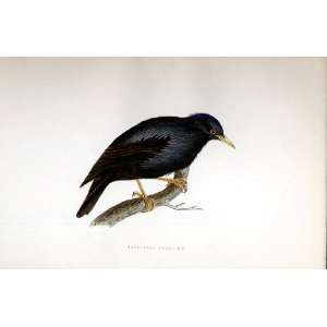  Sardinian Starling Bree H/C 1875 Old Prints Birds: Home 