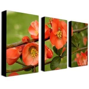  Quince by Kathie McCurdy Canvas Art (Set of 3): Home 