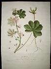 Malva sylvestris High Mallow Grande Mauve Regnault 1774