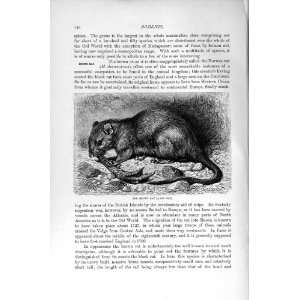    NATURAL HISTORY 1894 95 BROWN RAT RODENT OLD PRINT