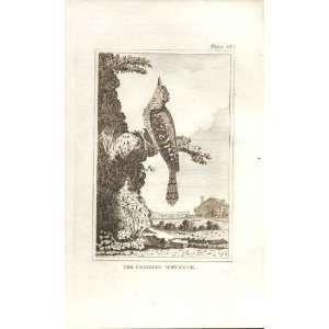    The Common Wryneck 1812 Buffon Birds Plate 164: Home & Kitchen