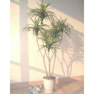 5ft Yucca Palm, Artificial Tree:  Home & Kitchen