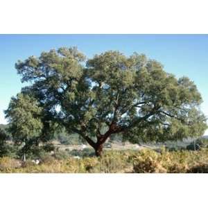  Quercus Suber CORK OAK TREE, 1 GALLON* FREE SHIPPING 