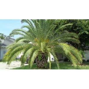  Canary Island Date Palm 10 Seeds Phoenix canariensis 