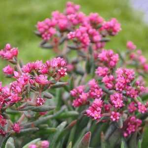  Sedum Fairy Pink   Stonecrop: Patio, Lawn & Garden