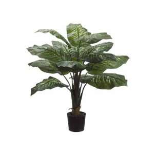  40 Dieffenbachia Plant