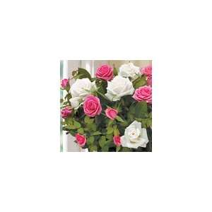   : Pink and White Rose Duo in Wrap Plant Gift: Health & Personal Care