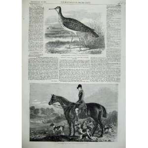   Sandpiper Bird 1855 Fox Hunting Percy Williams Hounds