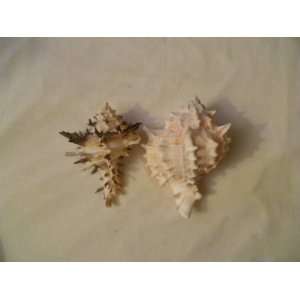  Pink Murex and Spiney Murex Sea Shell Decor: Everything 
