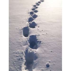 Footprints in the Freshly Fallen Snow, Washington, D.C., United States 