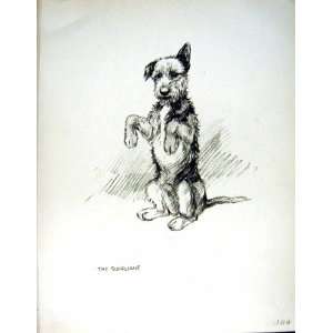  c1933 DOGS SKETCH BARKER BEGGING TERRIER PET ANIMALS: Home 