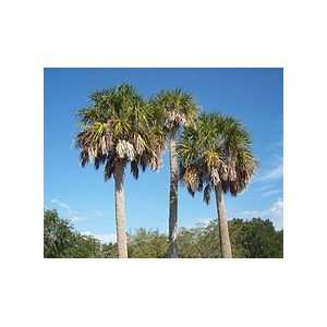  3 large Sabal palm root Patio, Lawn & Garden