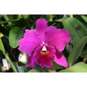 Lc. Elizabeth Off Sparkling Burgundy FCC/AOS Cattleya Orchid Plant