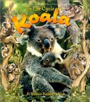 Eagle Stock Images    Store   The Life Cycle of a Koala