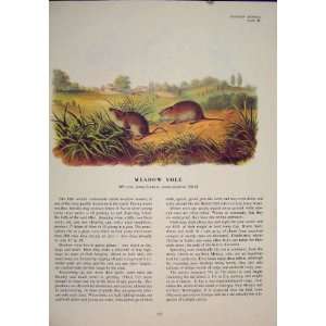  Meadow Vole Rat Rats Shrew Mouse Rodent Color Old Print 