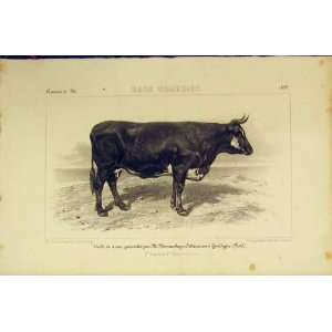  Race Comtoise Cattle 1852 Cattle French Lithograph