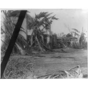  Hurricane damage,Miami,Florida,FL,fallen palm trees around 