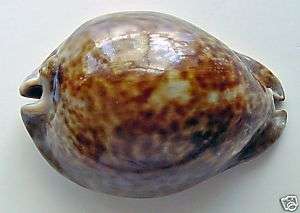 Collect A West African Rat Cowrie: Cypraea Stercoraria  