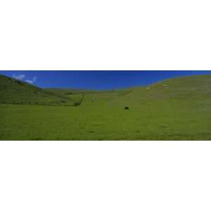 Cattle Grazing in a Field, Suisun Valley, Solano County, California 