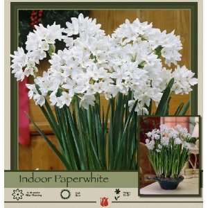    Indoor Narcissus Paperwhite Ziva 10 Bulbs Patio, Lawn & Garden