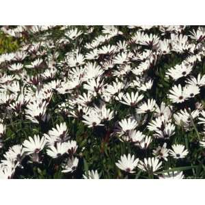  Field of Prolofic White Daisy Flowers Decorates a Coastal 