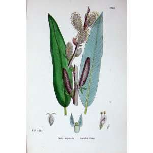   : Botany Plants C1902 Auricled Osier Salix Stipularis: Home & Kitchen