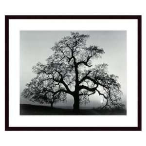  Oak Tree Sunset City California by Ansel Adams Framed Wall 