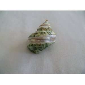   : Pearl Banded Green Turbo Seashell Hermit Crab Shell: Home & Kitchen