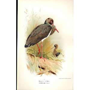  Black Stork Lilfords Birds 1885 97 By A Thorburn