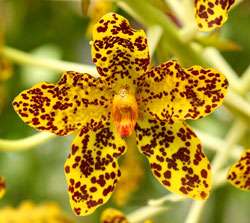Grammatophyllum speciosum Species Orchid Very Large   Rare  