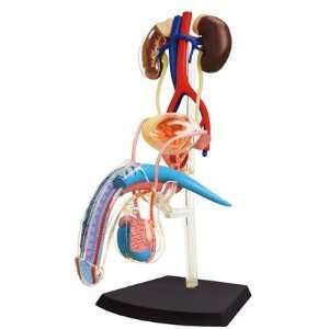   4D Vision Human Male Reproductive Anatomy Model: Toys & Games