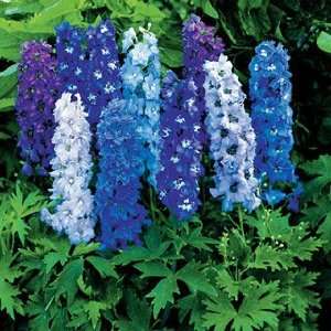  Magic Fountain Mix Delphinium Flower Seed Pack: Patio 