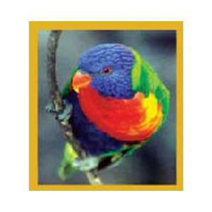  Magnetic Bookmark Rainbow Lorikeet, Beautiful and Colorful 