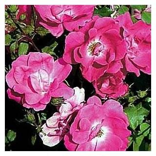 Potted Pink Knock Out Rose Bush   Disease Resistant