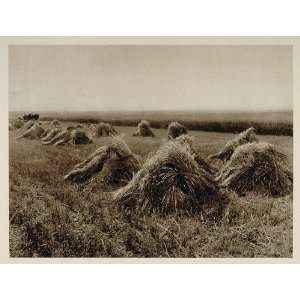  1926 Wheat Field Agriculture Farming Alberta Canada 
