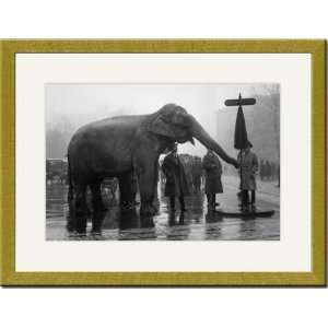  Gold Framed/Matted Print 17x23, Elephant Turns Traffic Stop Sign 