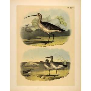   Long billed Curlew Bird   Original Chromolithograph