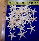 BULK LOTS WHOLESALE, WHITE STARFISH items in Wagners Southern Store 