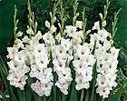 100 WHITE GLADIOLUS FLOWER BULBS 10 12 CM BULBS
