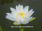 RARE 2 plant bulb Jongkolnee water lily lotus FreeDoc  