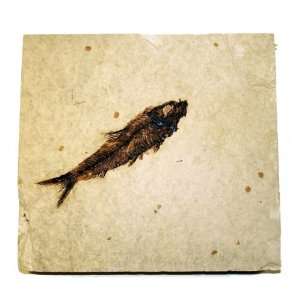 Green River Fm. Fossil Fish   Knightia G250  Kitchen 