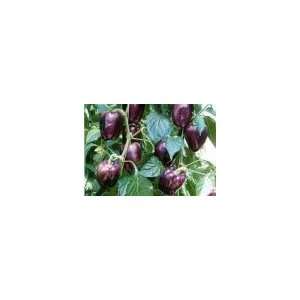 Seeds   Sweet Pepper   Purple Beauty (Purple Bell) Sweet Pepper Seed 