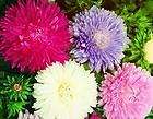 aster giants of california 100 seeds organicly grown expedited 