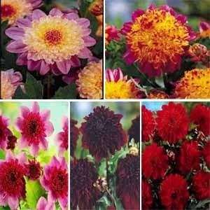  5 Powder Puff Dahlias Mixed Colors Patio, Lawn & Garden