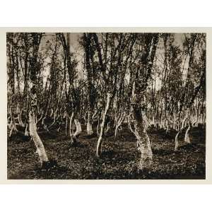  1924 Norwegian Birch Trees Forest Tromso Norway Norge 