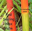 LIVE Red Sealing Wax Palm Tree Cyrtostachys renda 12ft+  
