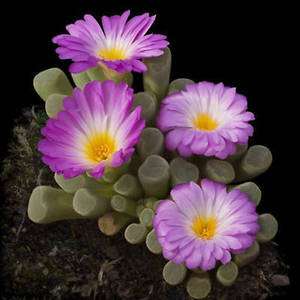 Frithia pulchra rare cactus mesembs cacti seed 15 SEEDS  